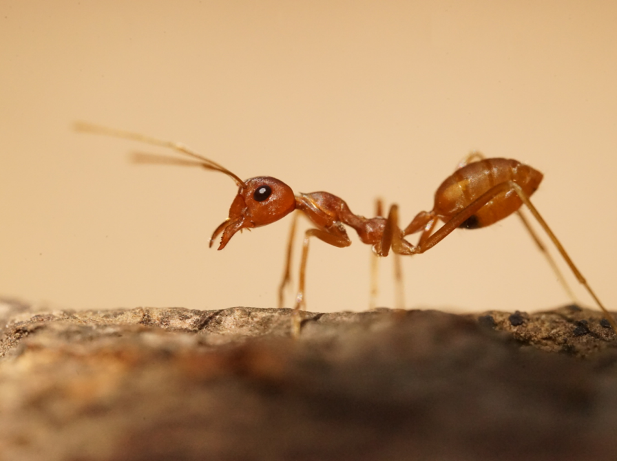 Myrernes forunderlige verden