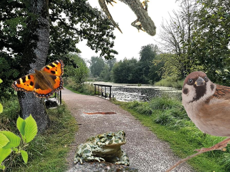 Udsolgt: Krible krable-tur med naturvejleder Mikkel Rødvig & fællesspisning