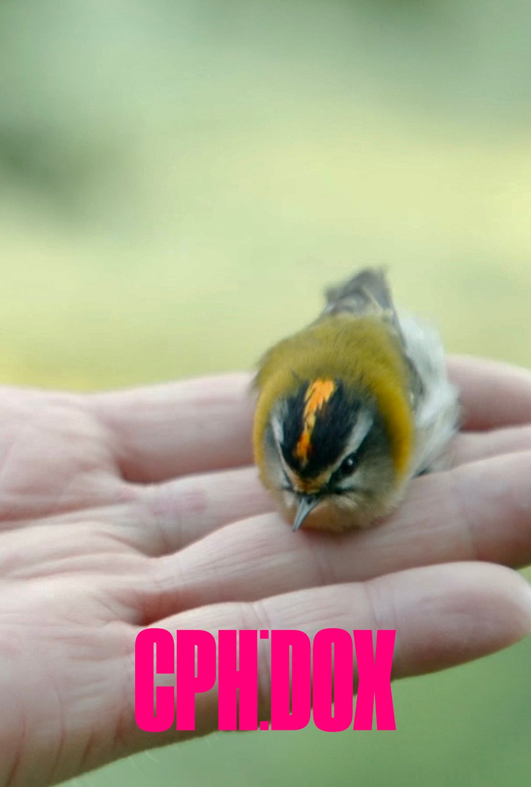 CPH:DOX26: Watching People Watching Birds