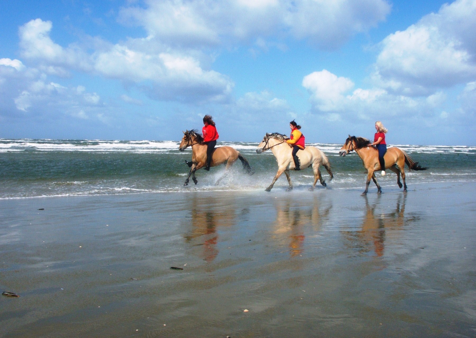 Kæphest - Spring banen fejlfri og vind en roset