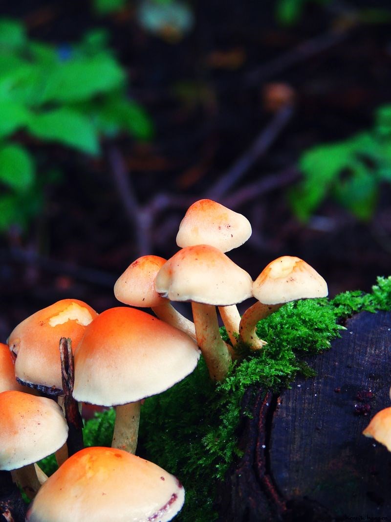 Sælsafari, Et minde for livet, forkæl jer selv og sejl med M/S Martha ud til farvandet imellem Fanø 