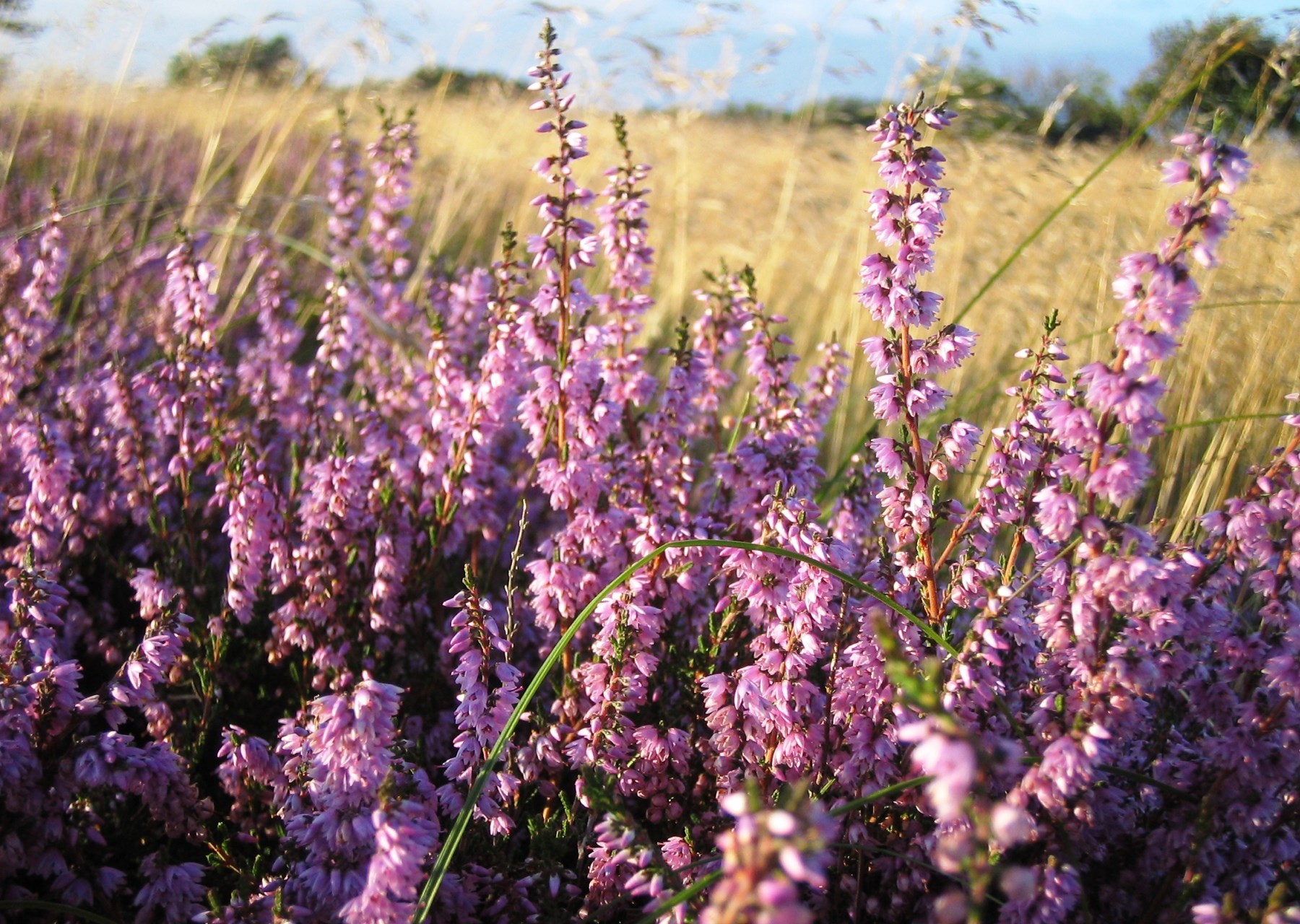 Sælsafari, Et minde for livet, forkæl jer selv og sejl med M/S Martha ud til farvandet imellem Fanø 