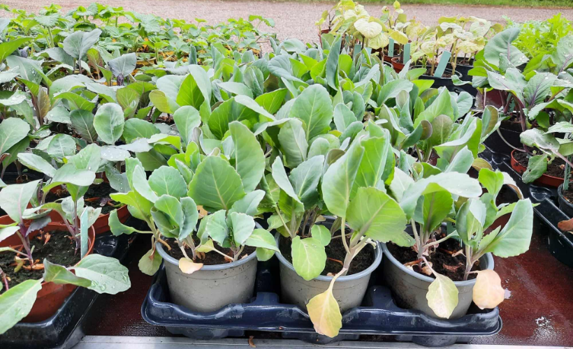 Løvegårdens forårsfest