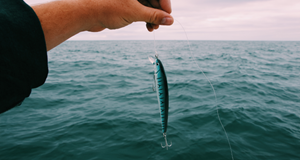 Fiskekonkurrence