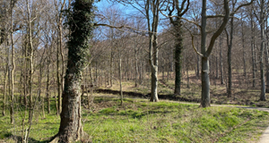 Kom med på en gå tur i skoven - 5 KM Rosenvold Skov