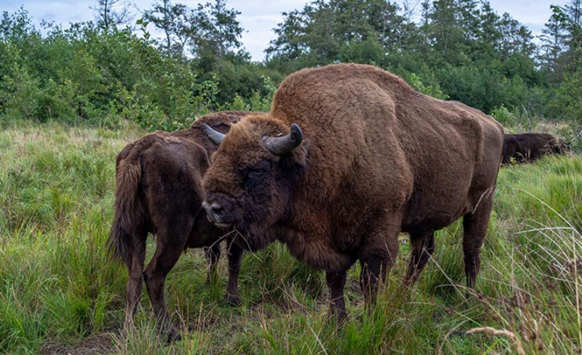 Guidet bustur i Tofte Skov