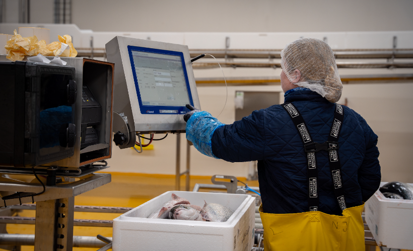 Omvisning Skagen Salmon