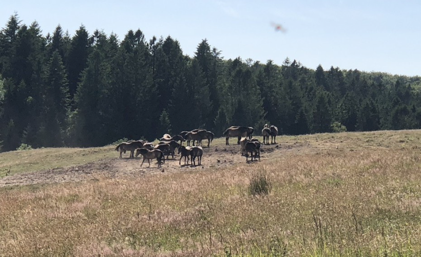 Nytårstravetur 2026 I Skindbjerglund