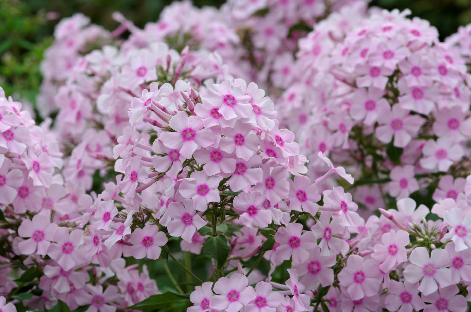 Phlox og geranium foredrag