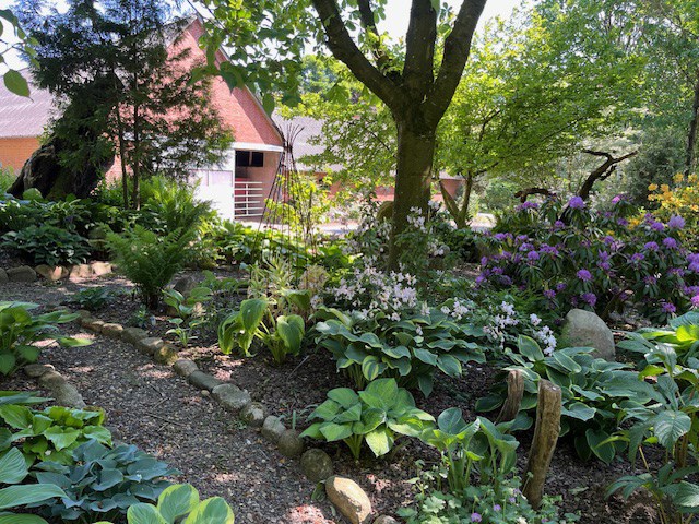 Hosta have i Sjørup