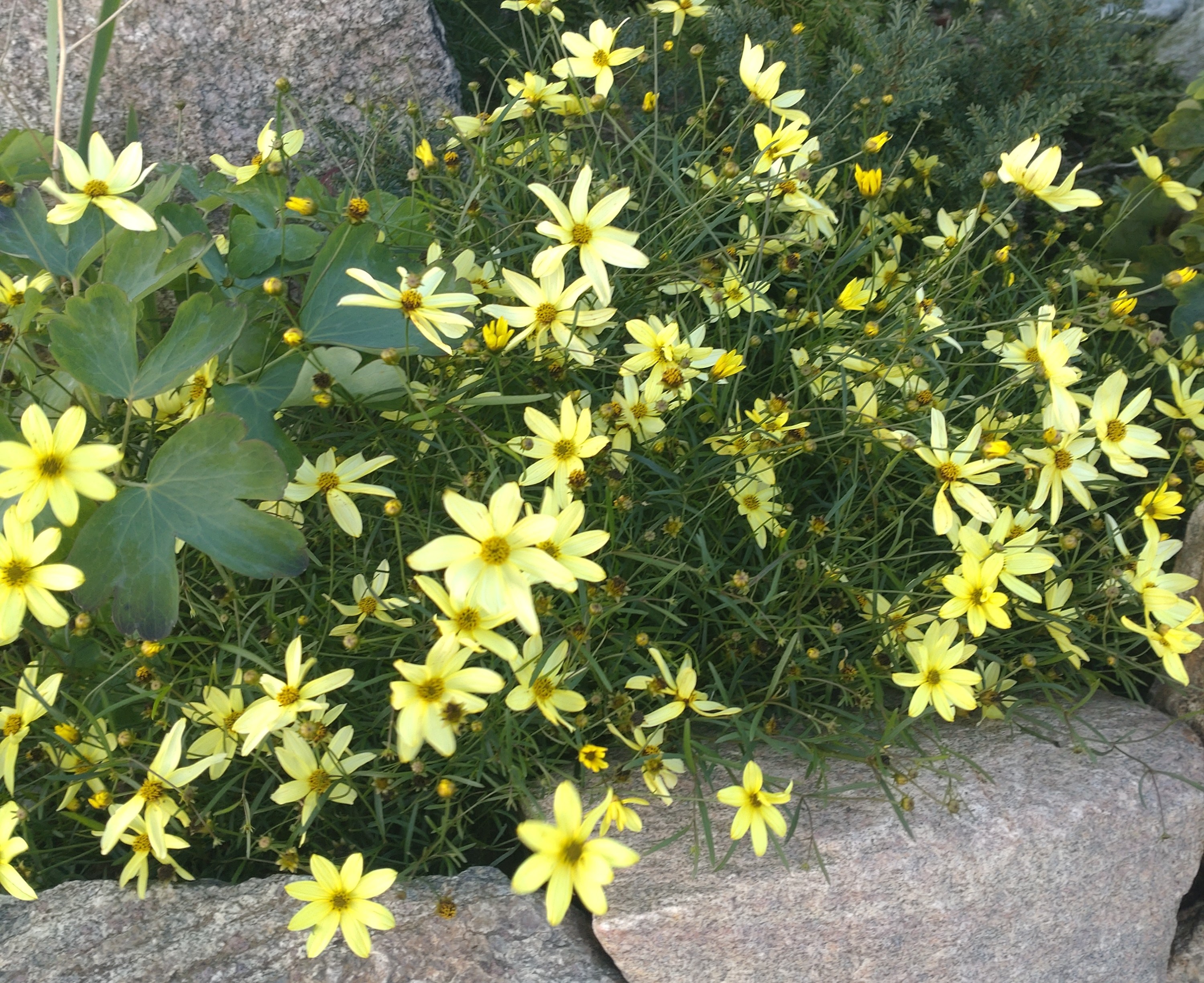 Åben have i Vissenbjerg - Fra græsplæne til blomstrende oase