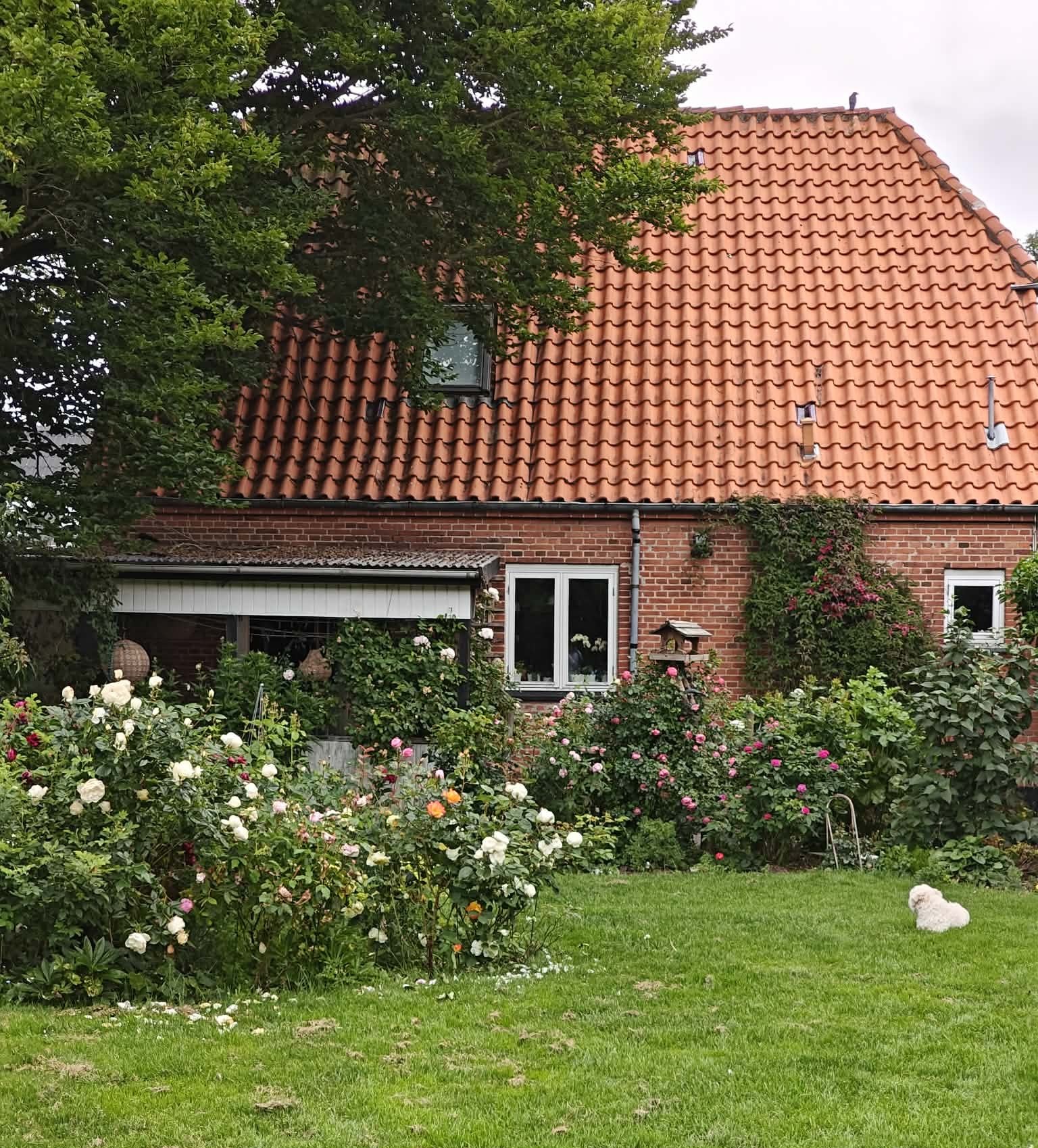Organiske rosenbede hos Hanne Holst i Hårlev