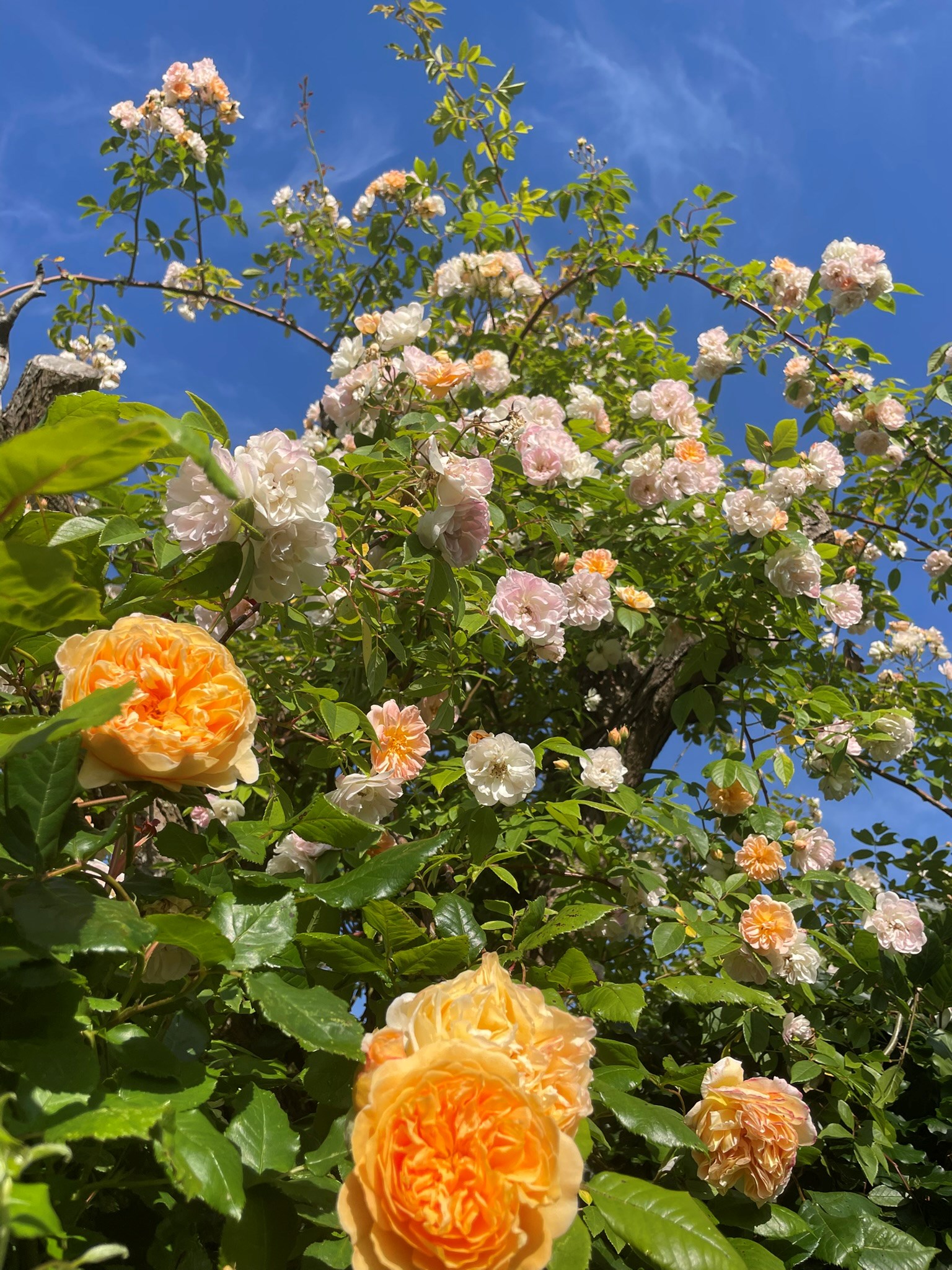 Når roserne blomstrer og dufter- roser er passionen!