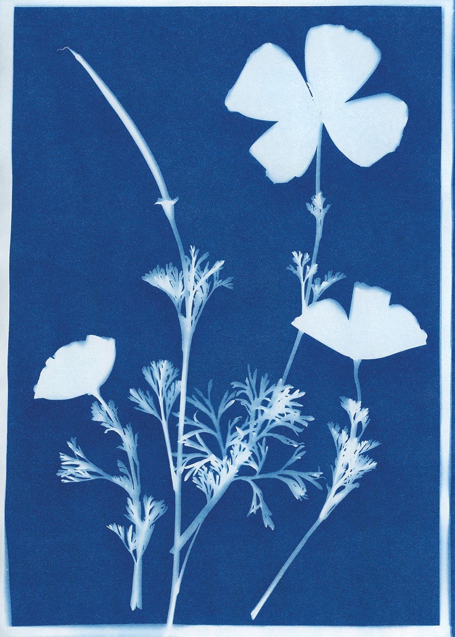 Cyanotypi-workshop: Lav dit eget jule-tryk