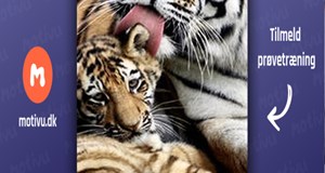 Familiehold - Forældre / Barn