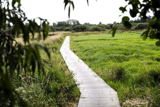 Nattergaletur i Uldum Kær