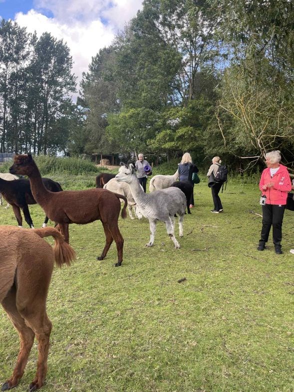 Pilates og Alpaca V/Majken Rindholm