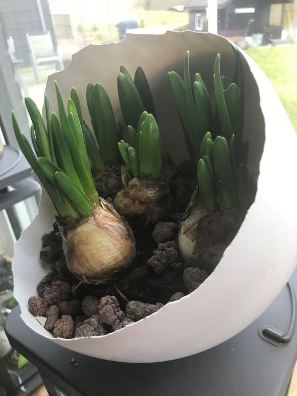 Krea aften med Gips æg