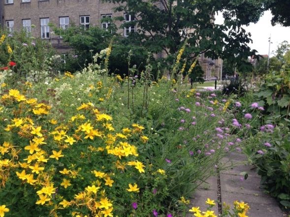 "Ukrudt som stauder - Stauder som ukrudt" Mona Chor Bjørn, Københavns Universitet, fortæller om