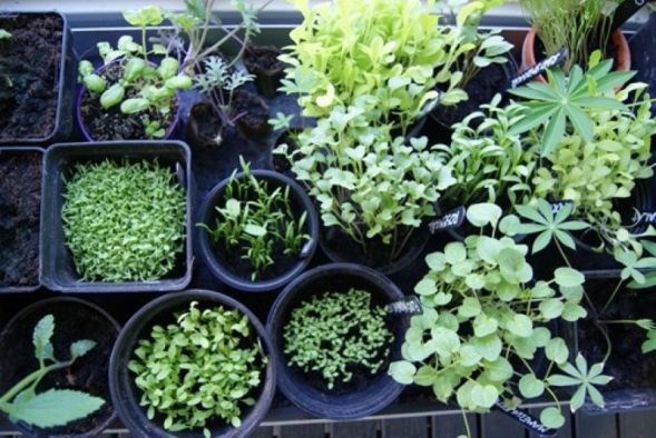 Planteformeringsworkshop
