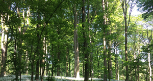 Mindfulness i Skoven
