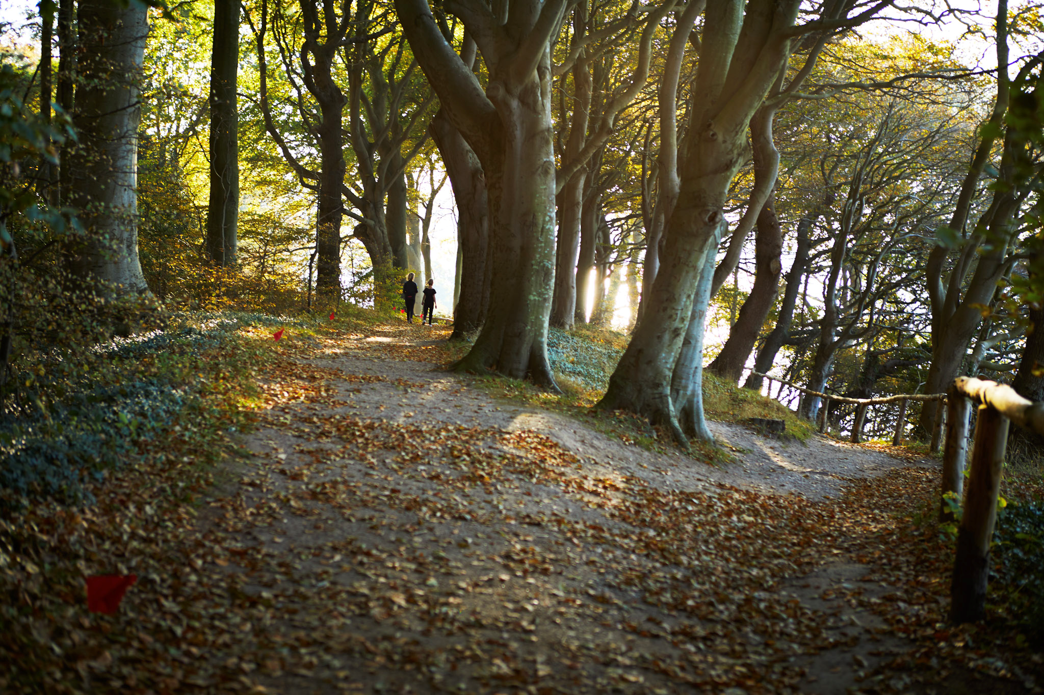 Vintermørke i skoven / Winterdarkness in the forest
