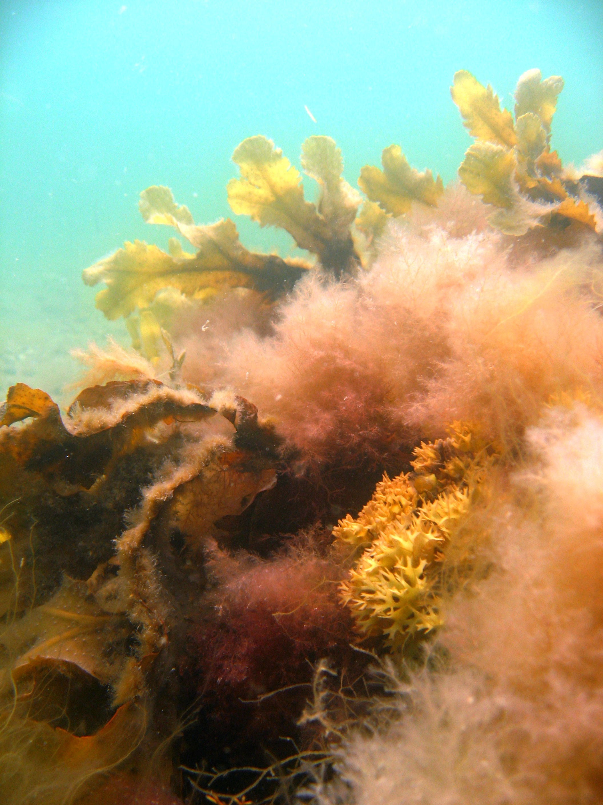 Lav en skulptur med tang og ler / Make a sculpture with seaweed and clay