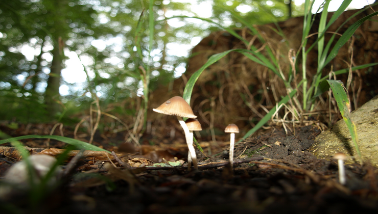 Svampejagt / Mushroom Foraging