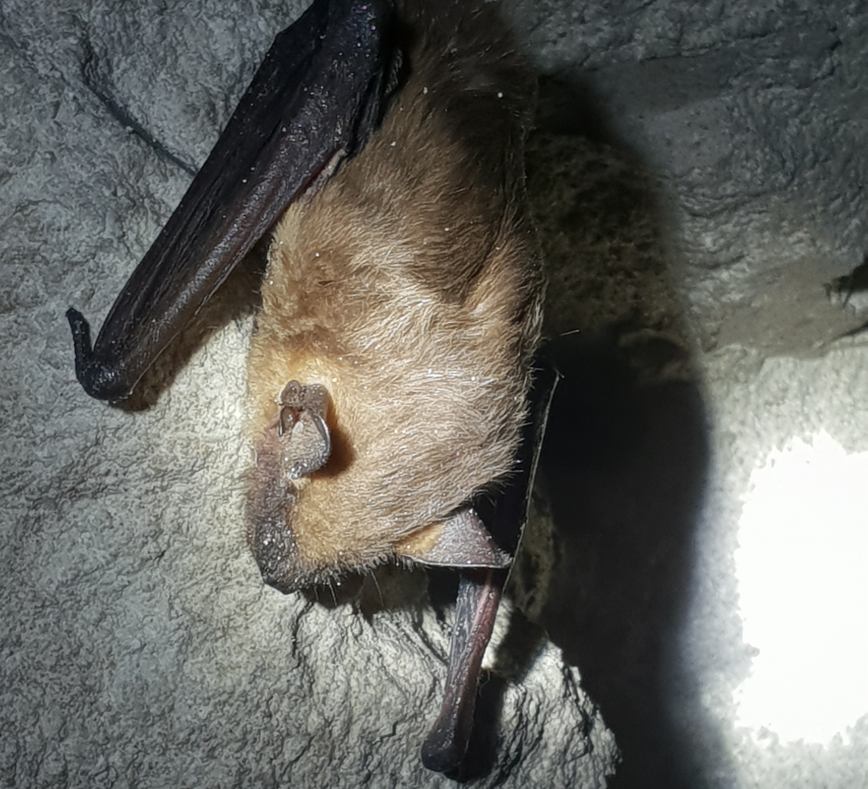 Flagermustur i Thingbæk Kalkminer