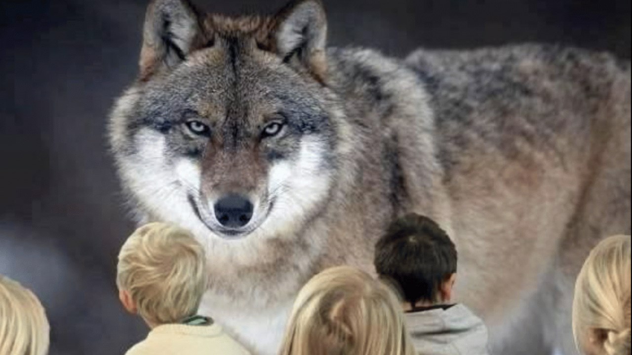 Gæt en ulv - bliv ulveekspert på en eftermiddag