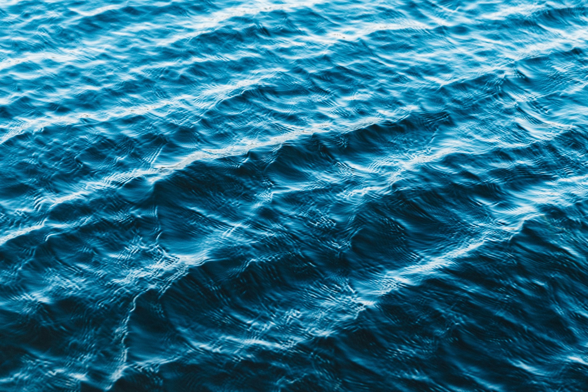 Naturens gaver - tang- og blåmuslingesafari