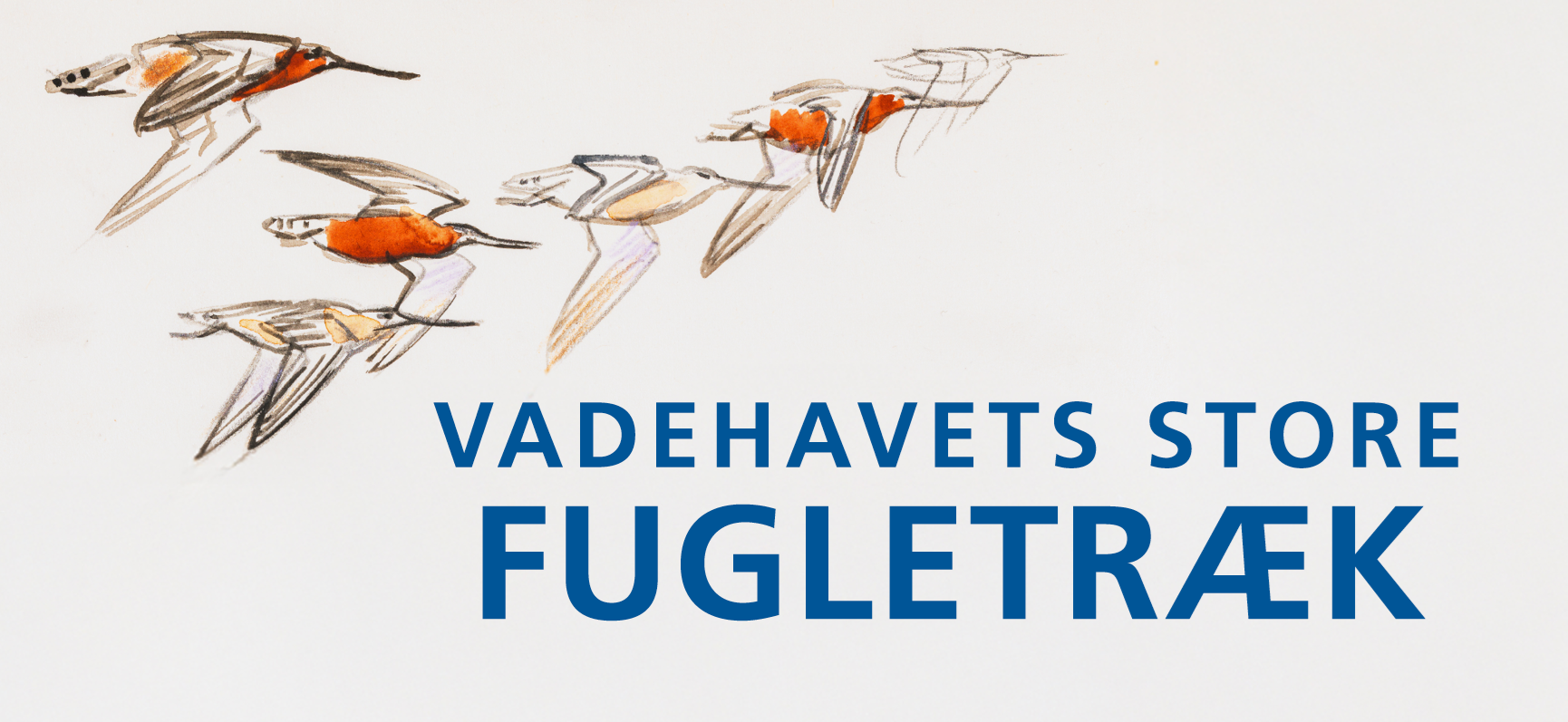 Gæs og havørne ved Ballum sluse