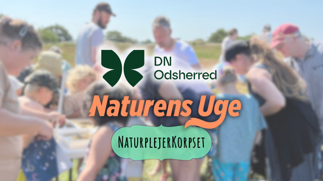Pjask og Snask ved Sanddobberne - Naturens Uge