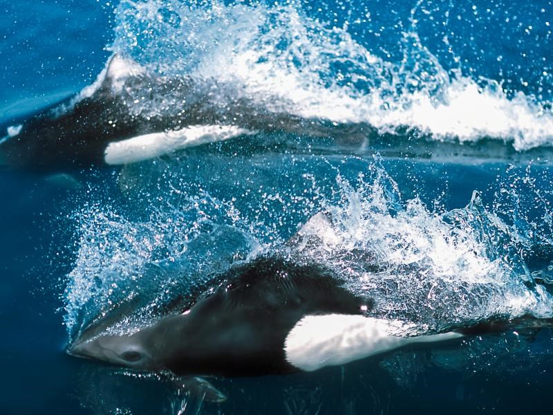 Forskningens Døgn: Havets pattedyr