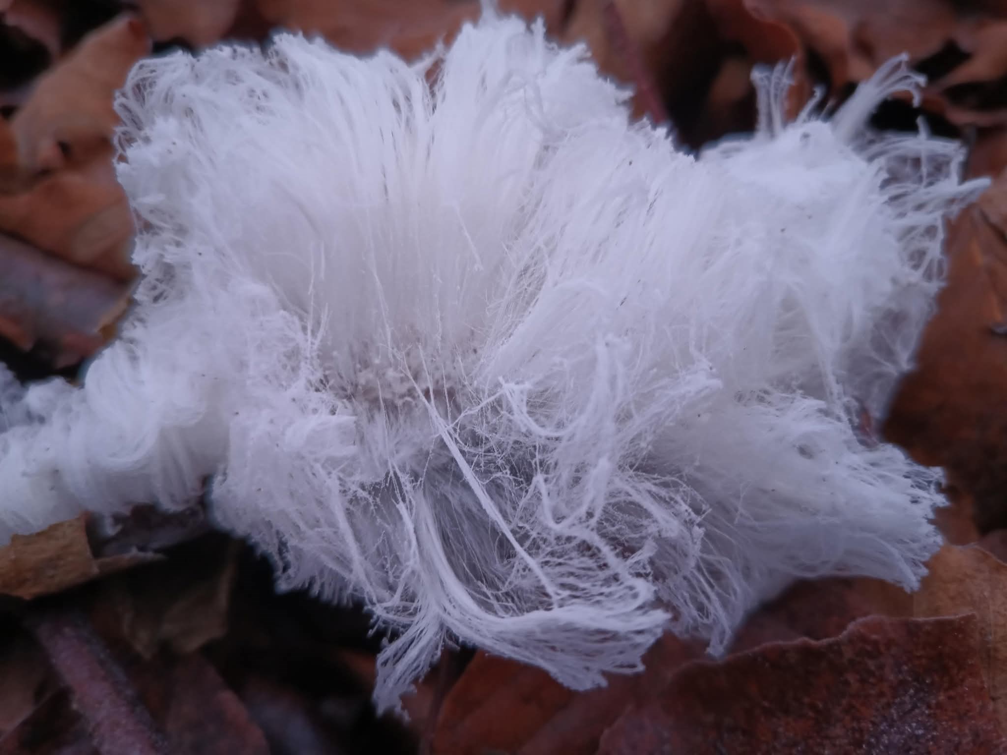 Drillemarken og nisseskægskoven i vinterdragt