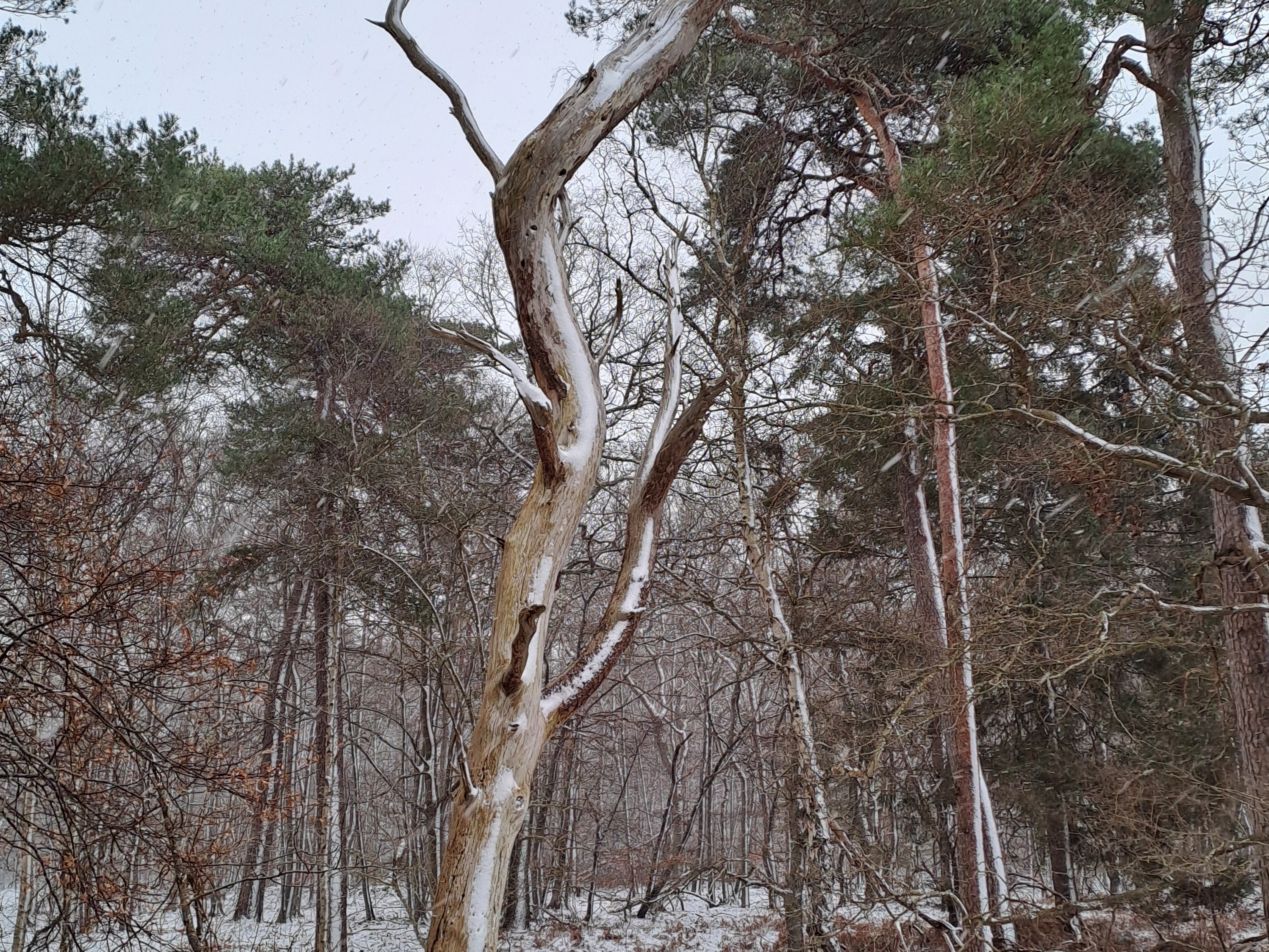Kongens Enge, Heden, Ulvshaleskoven og Gåsesøen