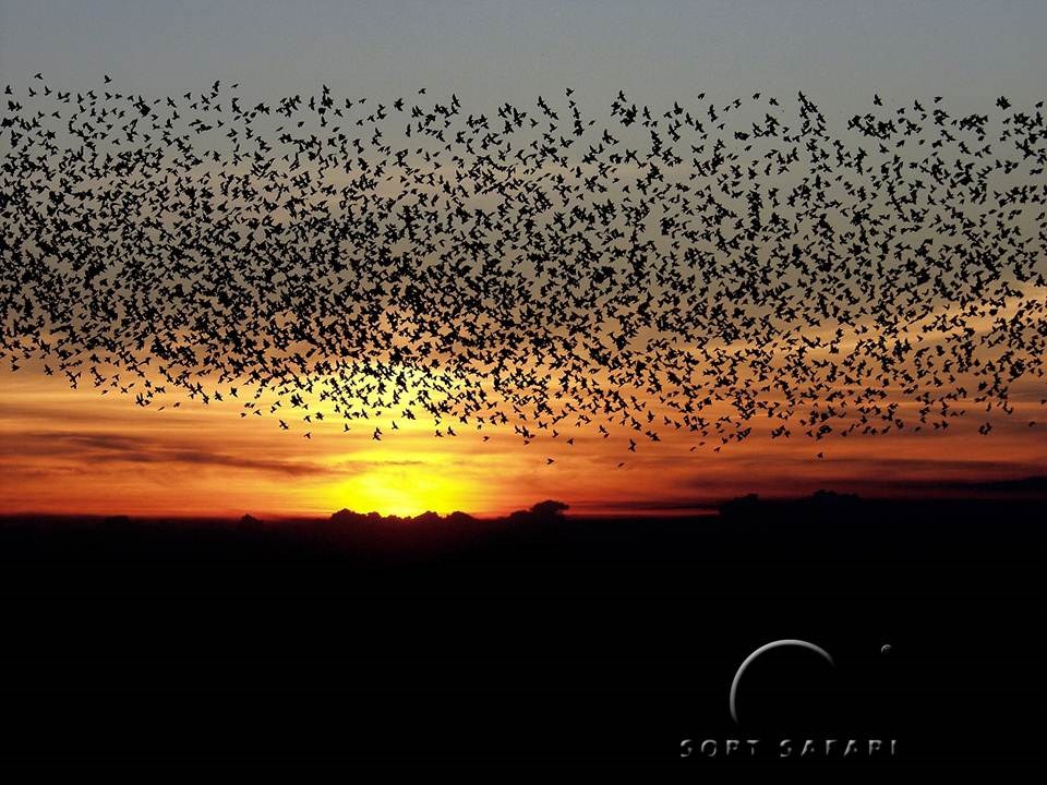 Sort Sol - Sort Safari