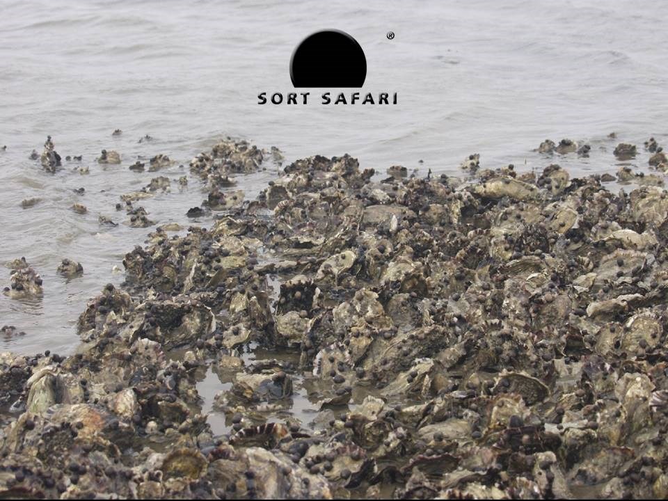 Østers Gourmet - Sort Safari