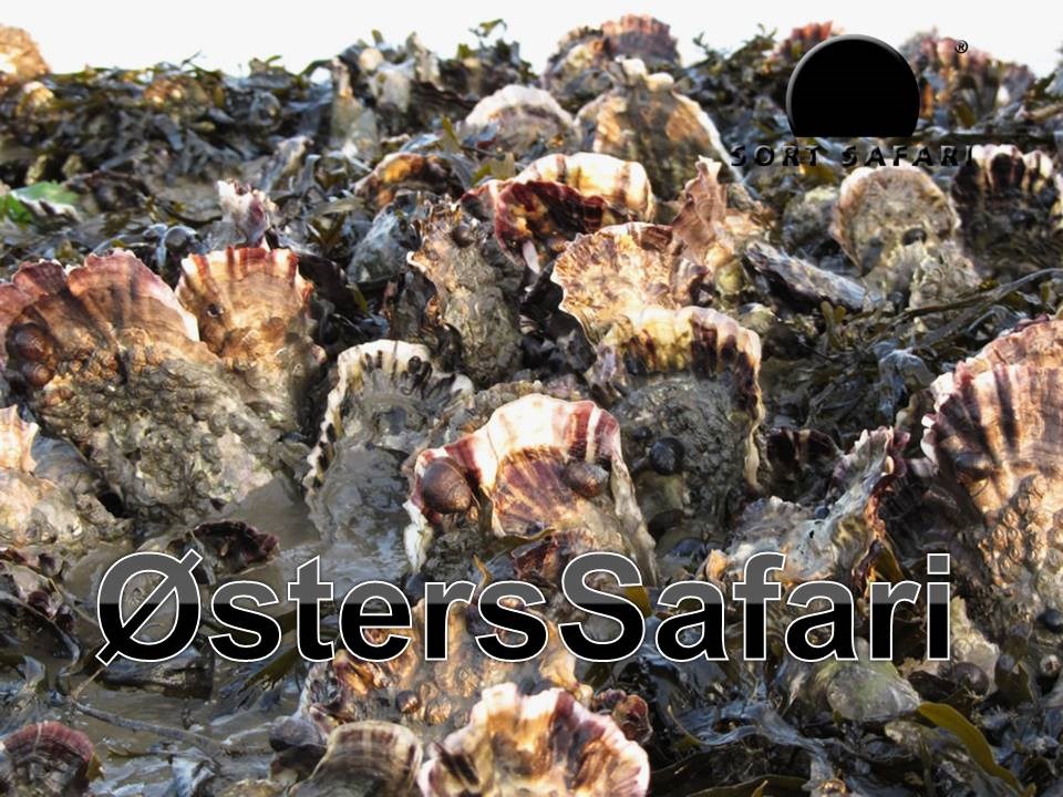 ØstersSafari - den originale tur