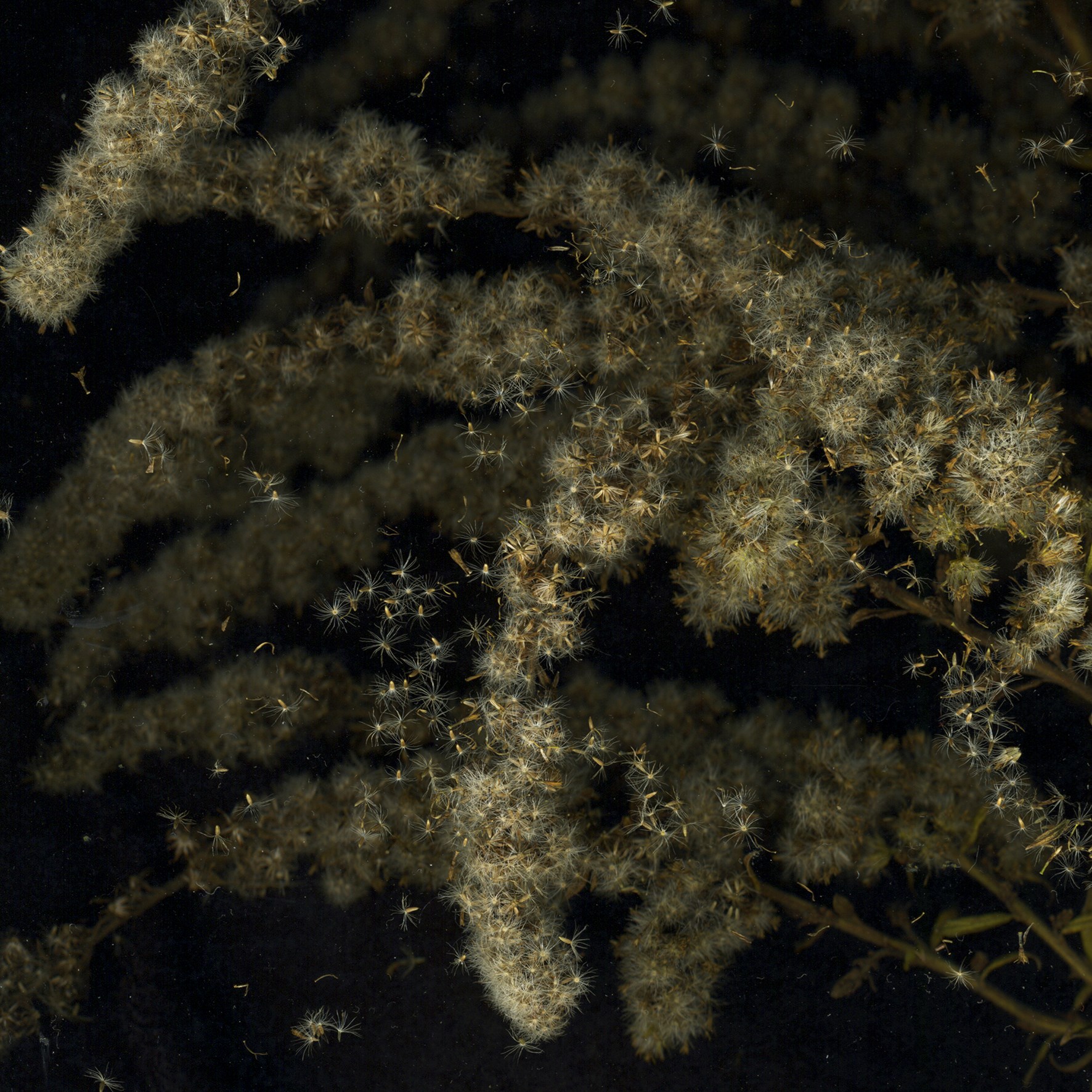 Fernisering i HUSET i Asnæs