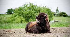 Guidet tur ud blandt bisoner