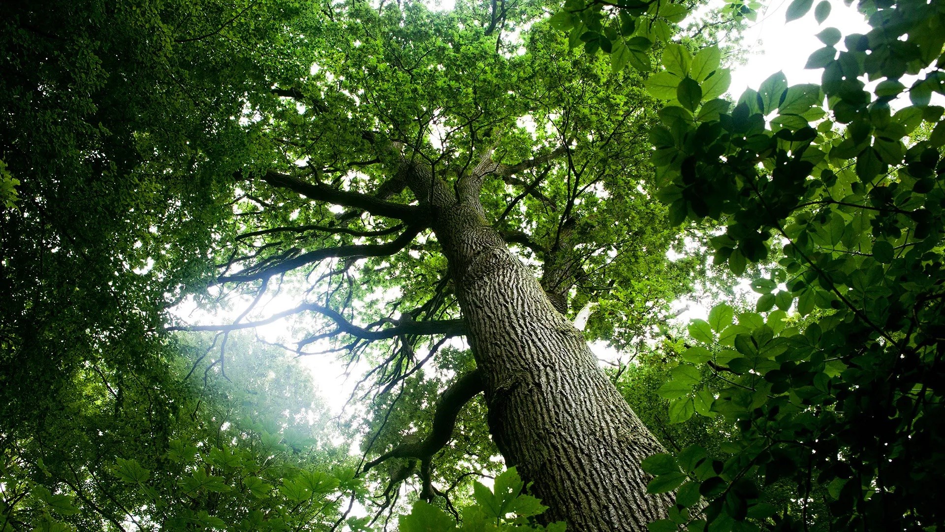 Vandring med litteraturen - Tilbage til rødderne