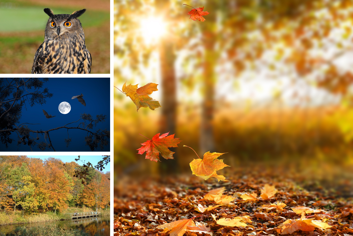 Efterårets farver: Løvfaldstur i Bjerre Skov