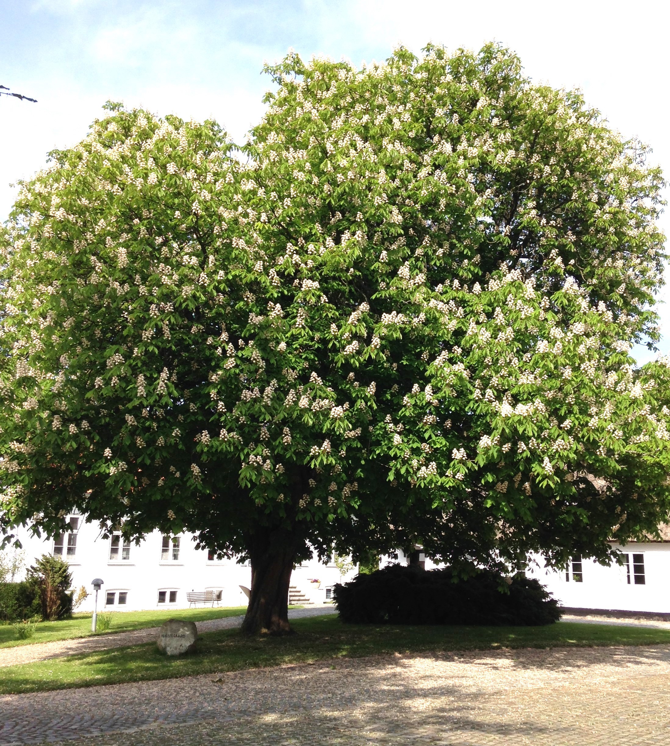 Genåbning af Fredensborg Museum