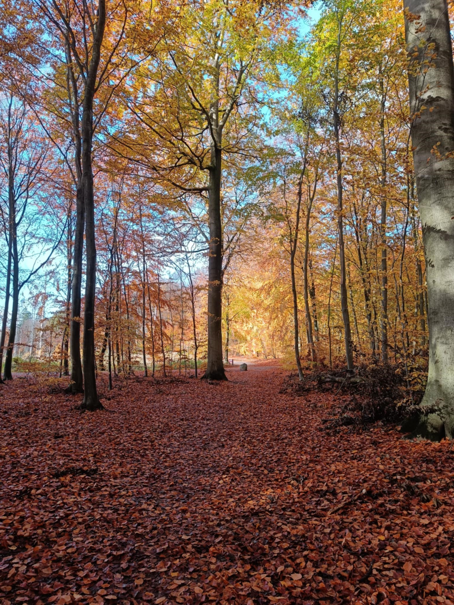 Skovfulness - urter og udstræk