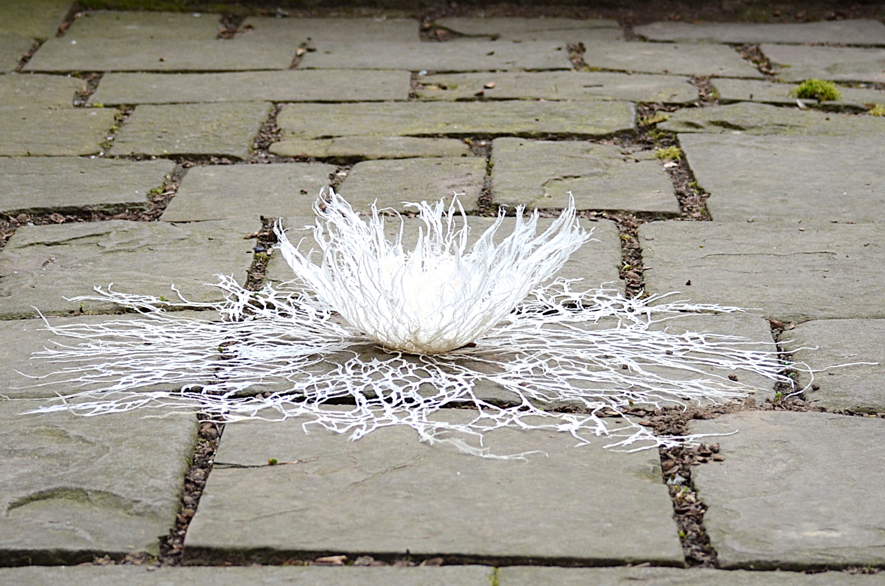 Omvisning: Papirets hukommelse - Aftryk fra naturen