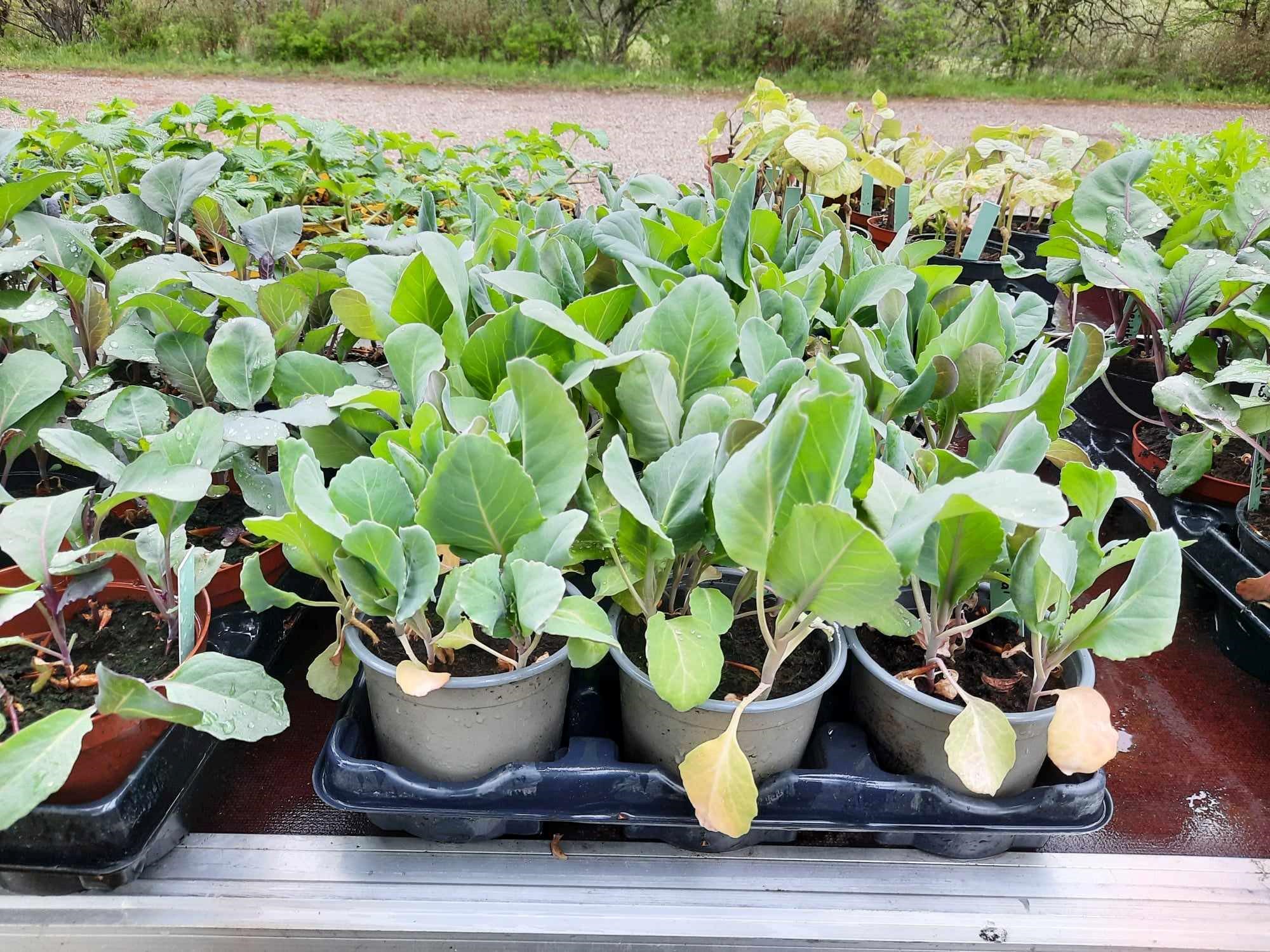 Forårsfest på Løvegården