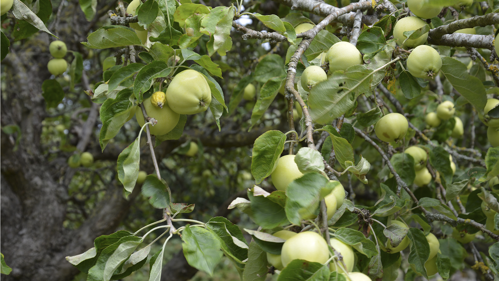 Æblemostning på Malergården