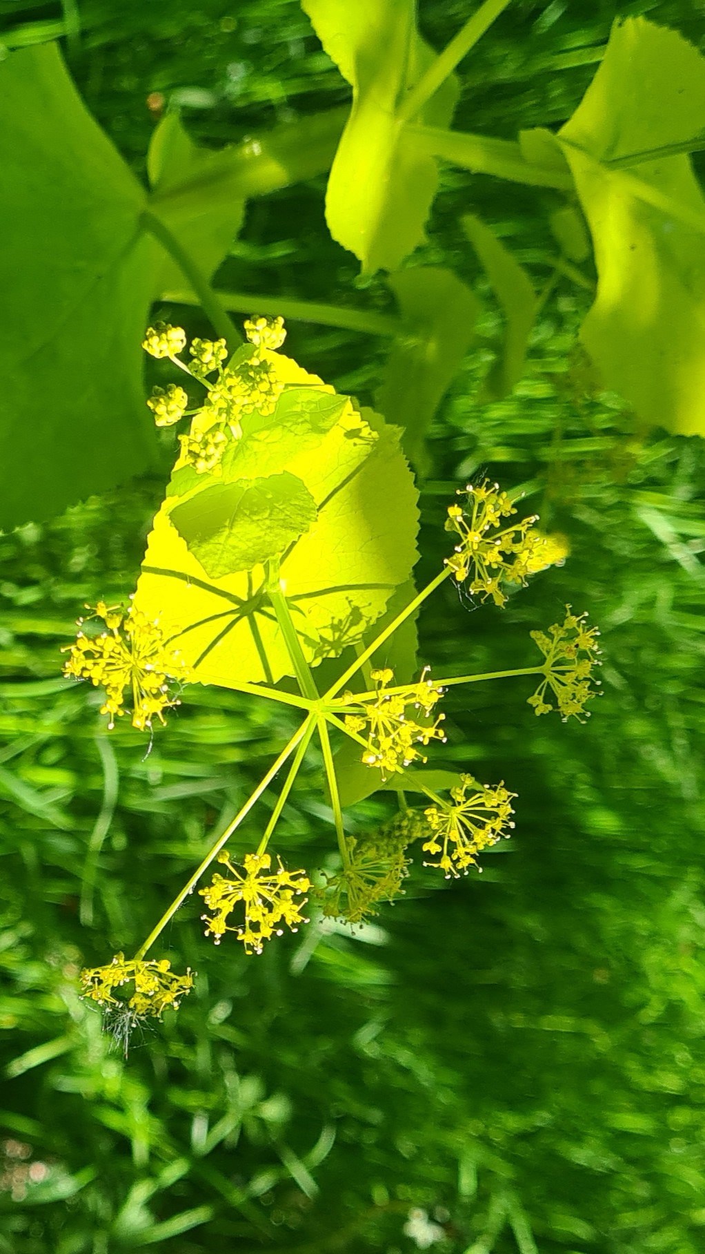 Guidede ture på Vestvolden: invasive planter
