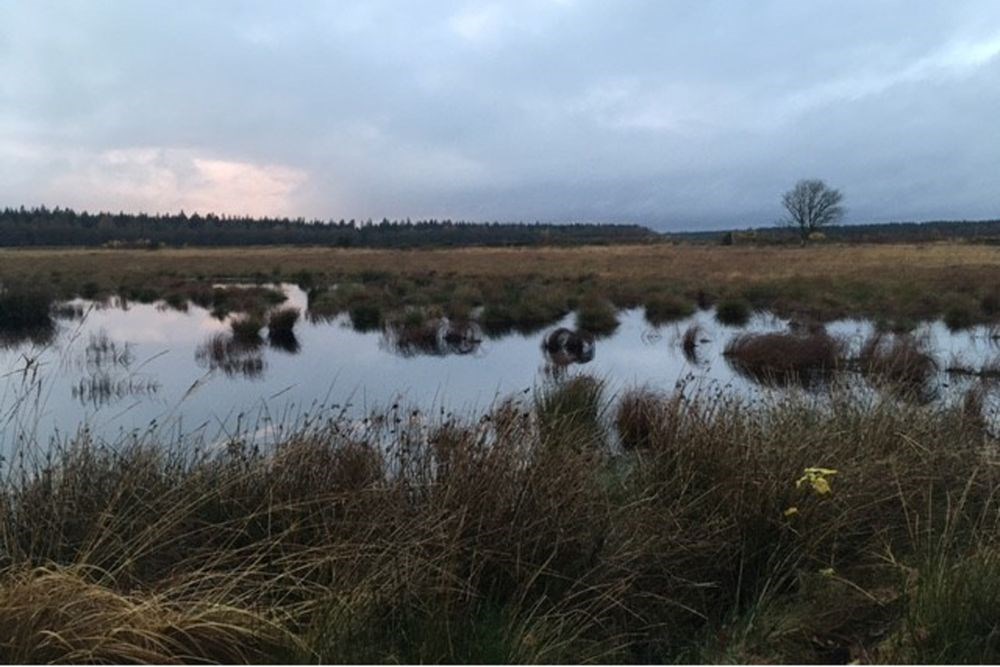 Forårsvandring langs Hærvejen